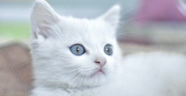 amazing White Cat Images