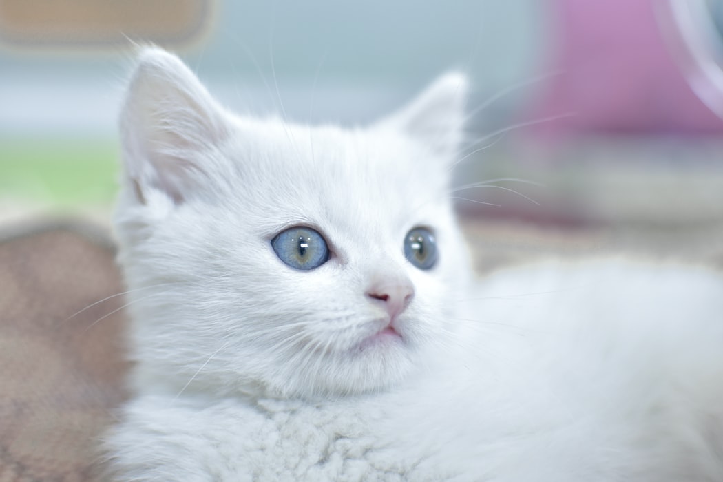 amazing White Cat Images