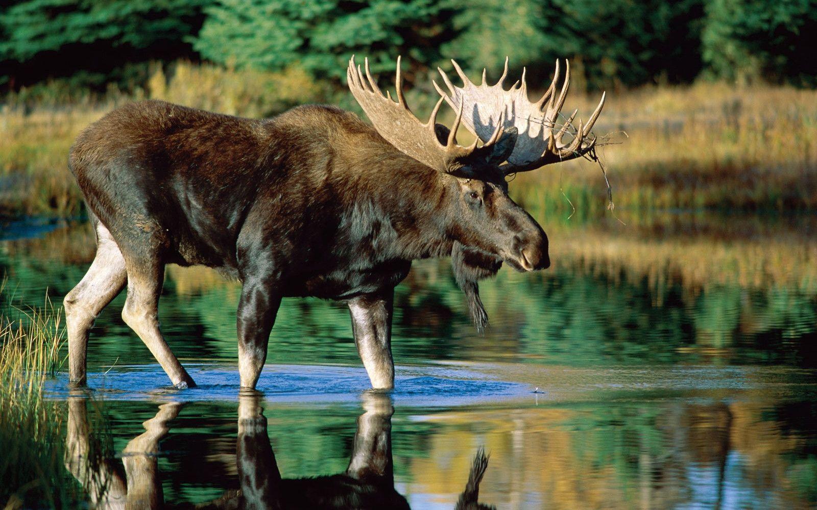amazing animal Moose Wallpaper