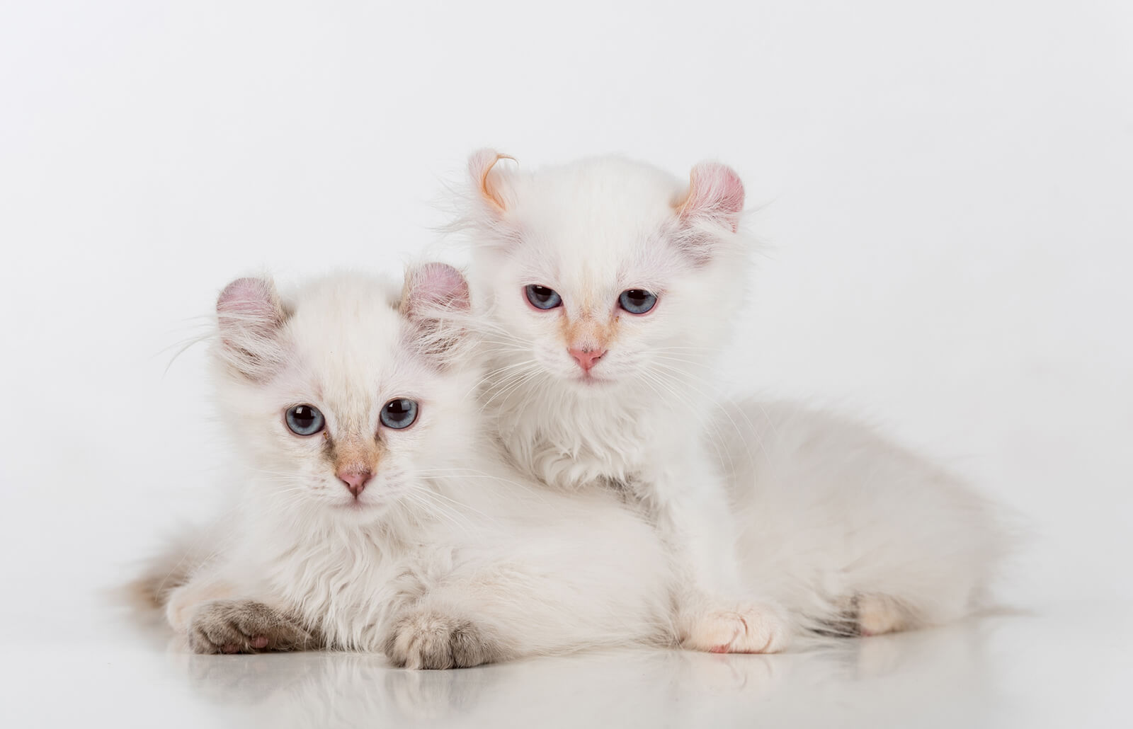 american White Cat Images