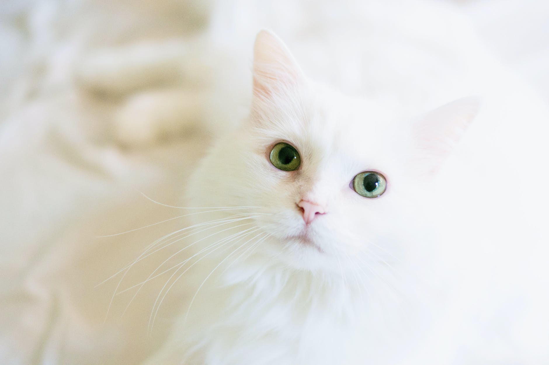 beautiful White Cat Images