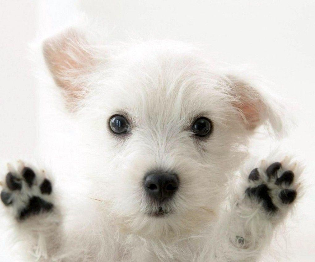 most popular Cute Dog Wallpapers