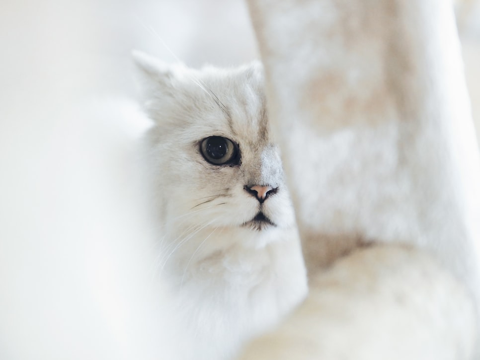 nice White Cat Images