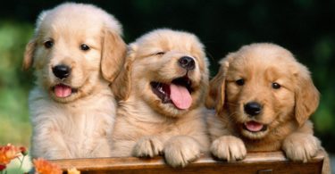 three Cute Dog Wallpapers