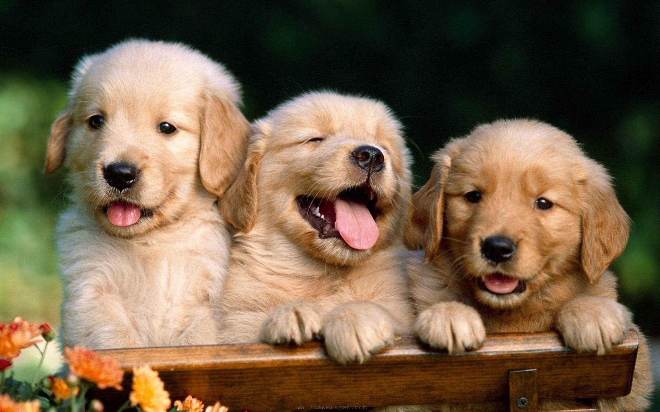 three Cute Dog Wallpapers