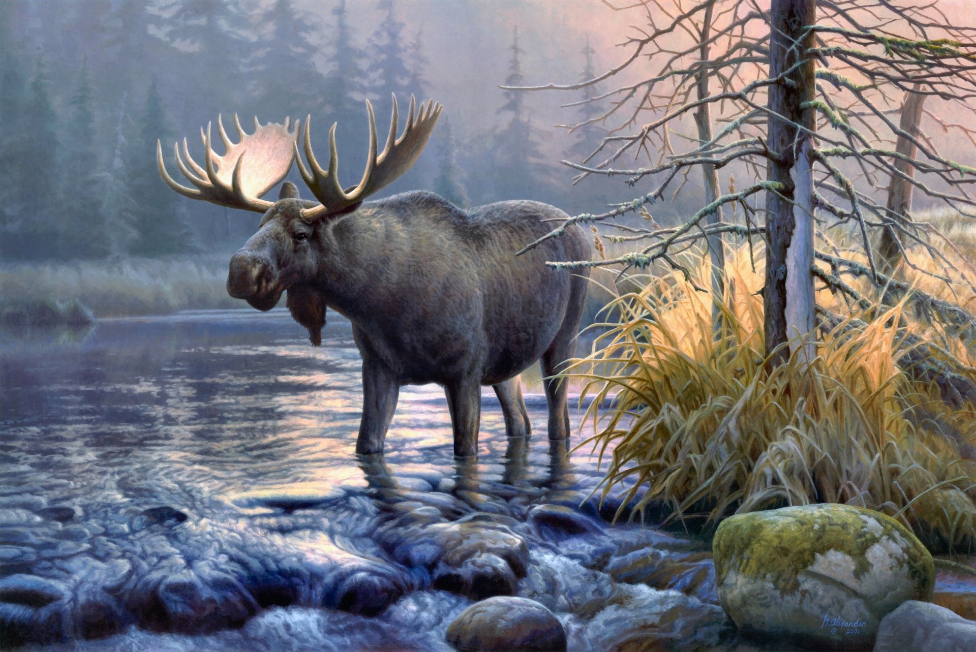 wonderful Moose Wallpaper