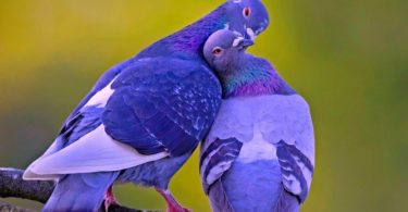 blue Lovely Birds Wallpapers