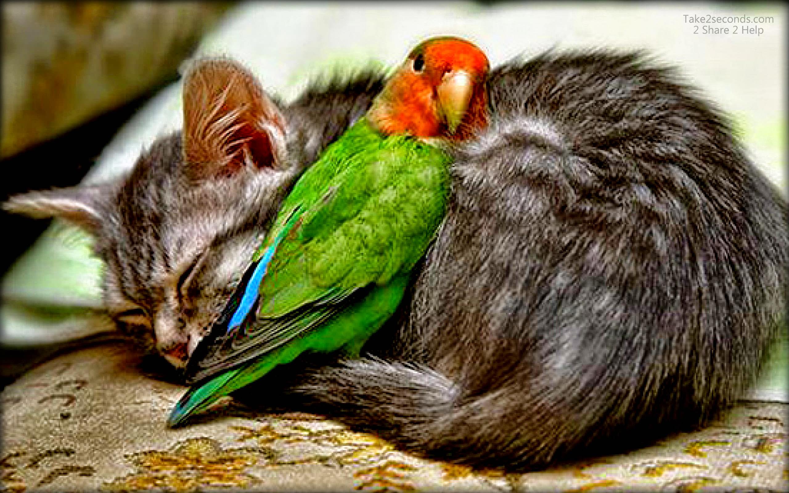cat with HD Birds Pictures