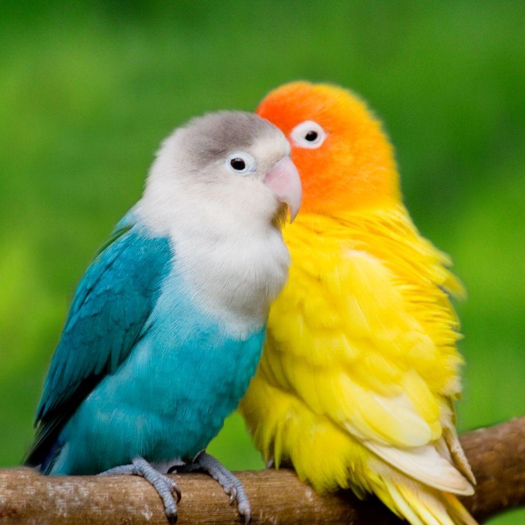 colored HD Birds Pictures