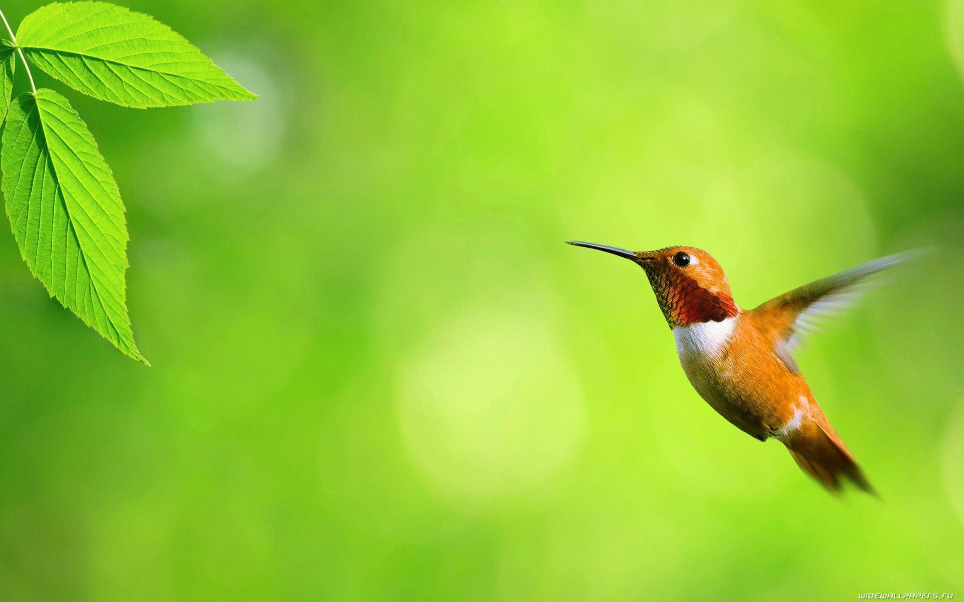 green background HD Birds Pictures