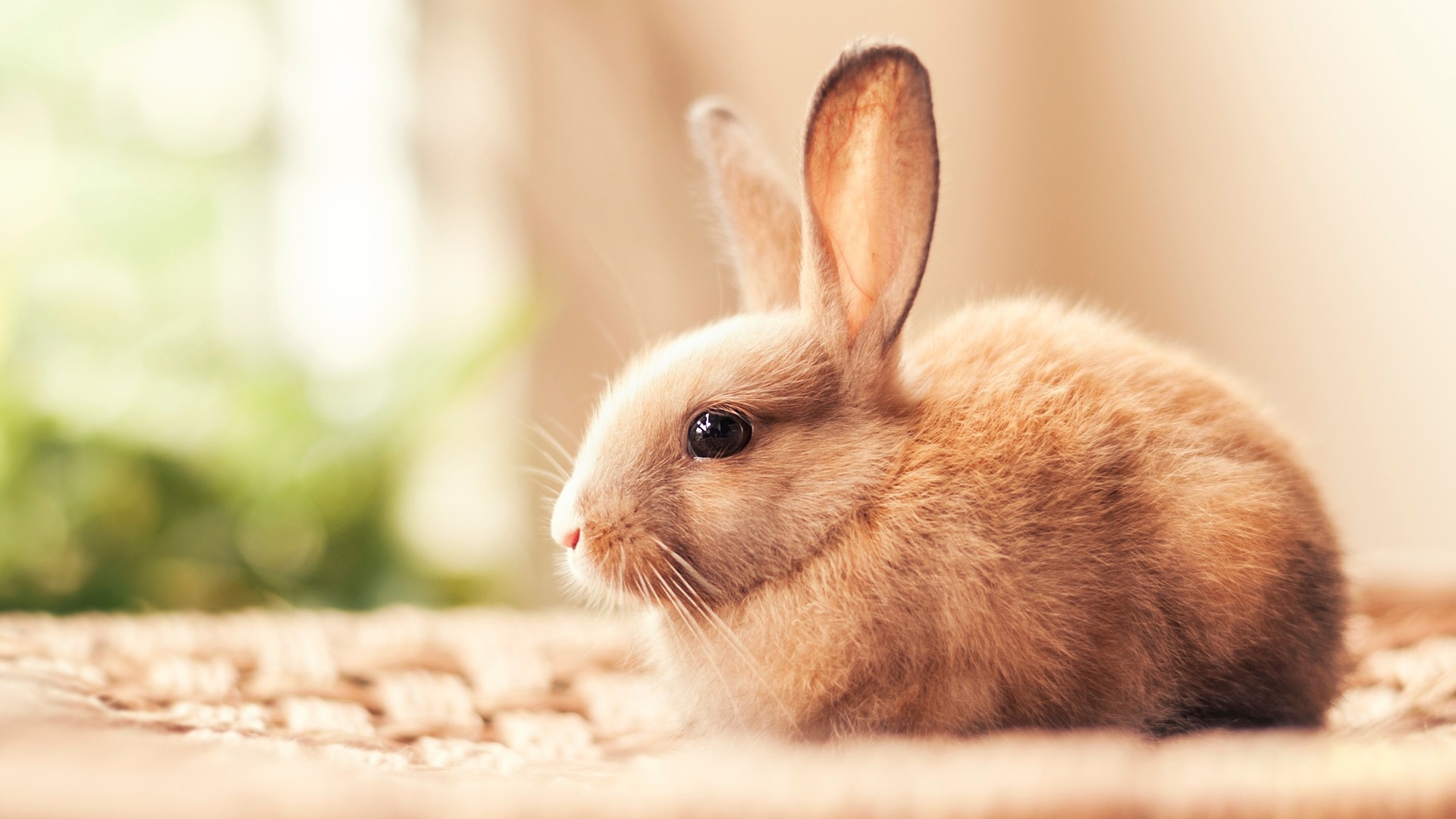 so small Rabbit Wallpapers. light brown Rabbit picture. 