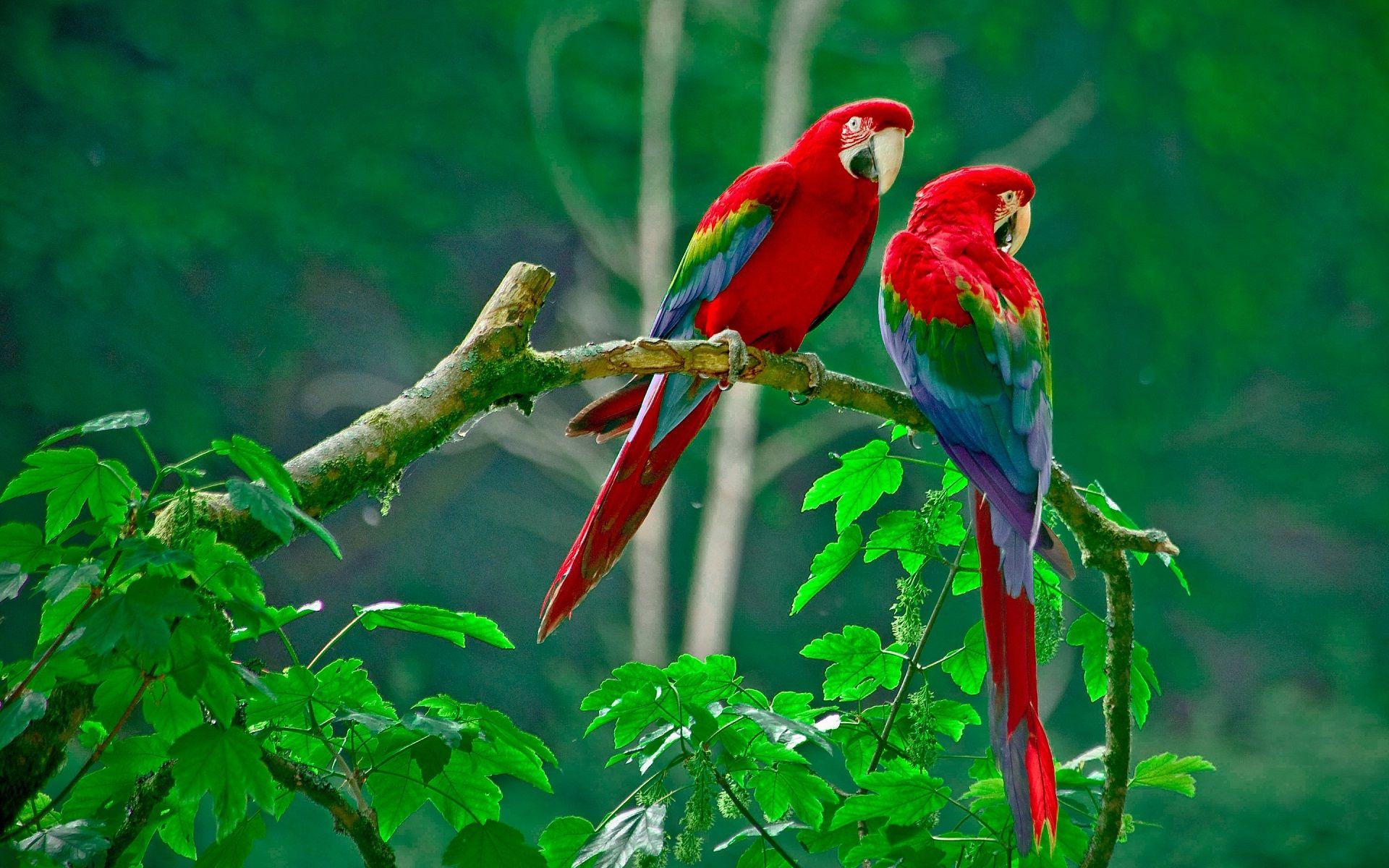 red and blue HD Birds Pictures