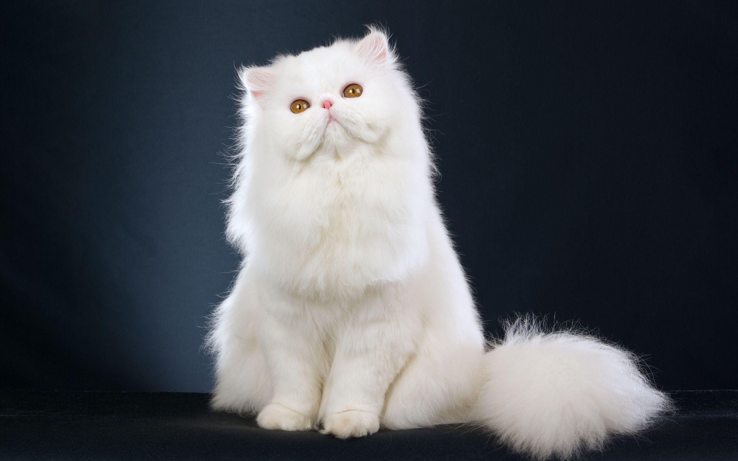 awesome White Cat Wallpaper