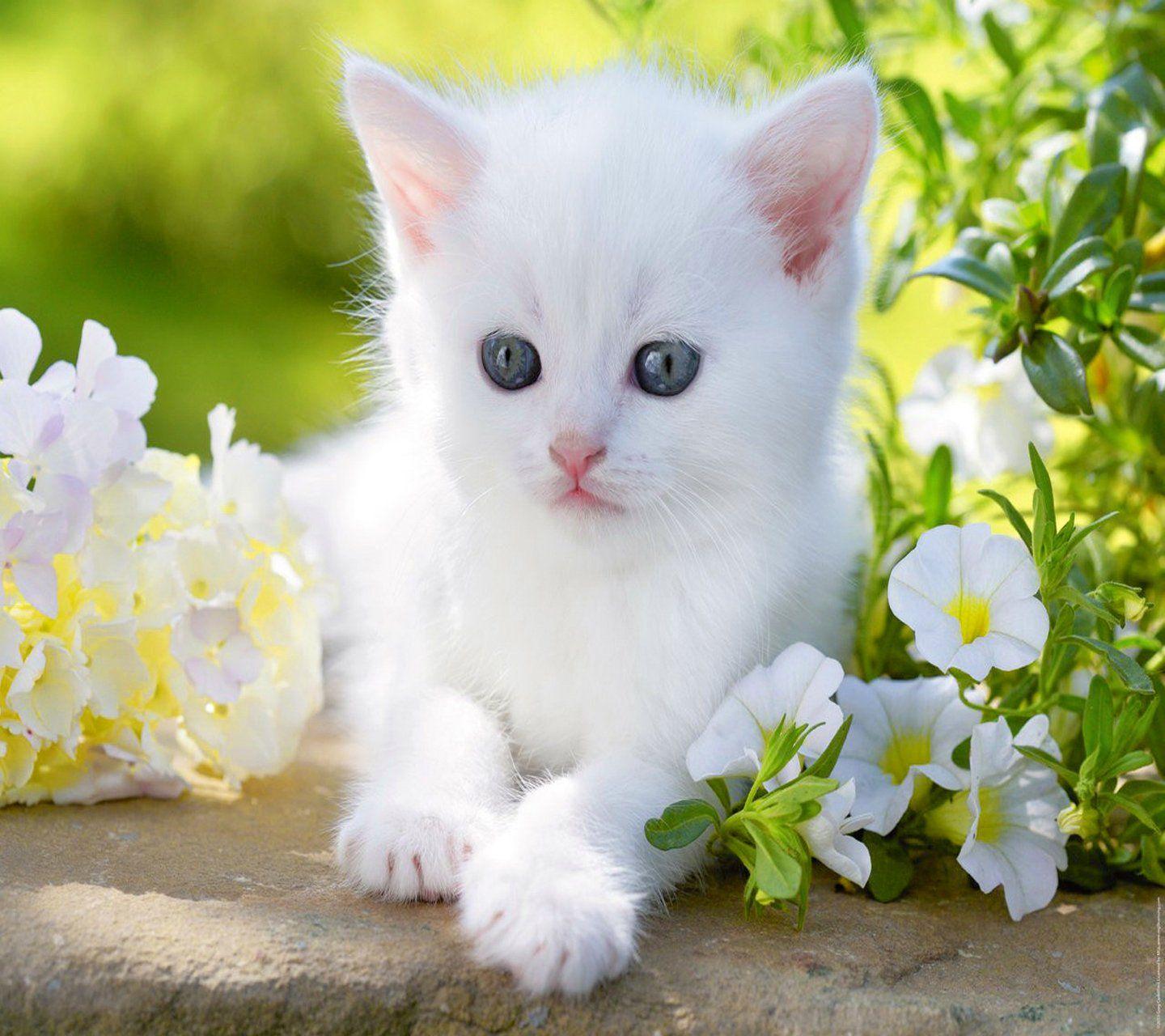 baby White Cat Wallpaper