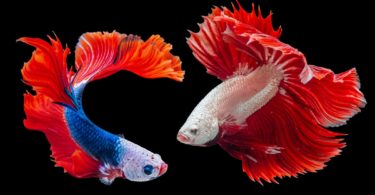 beautiful orange and blue Goldfish Wallpapers