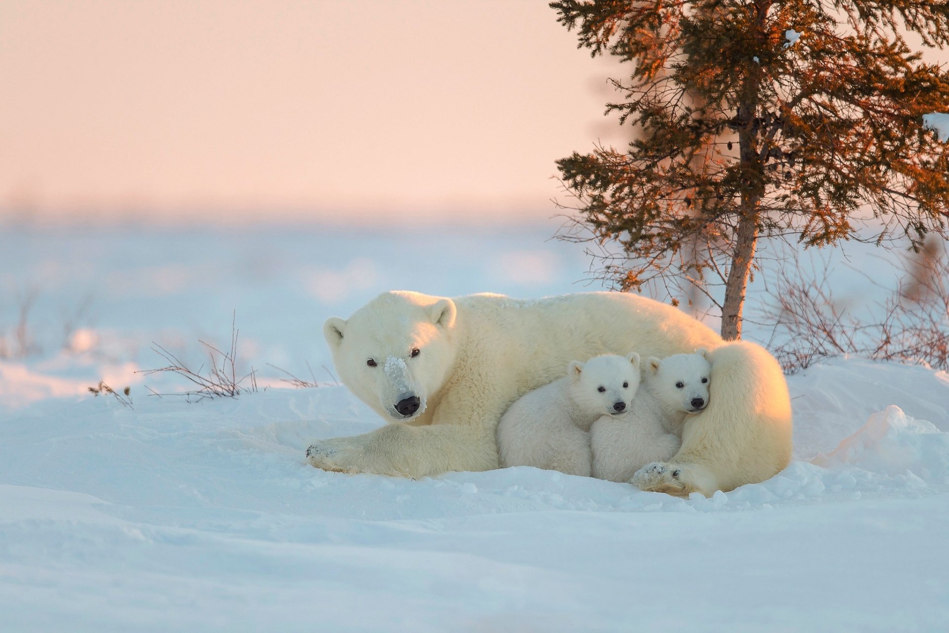 full snow White Bear Wallpaper