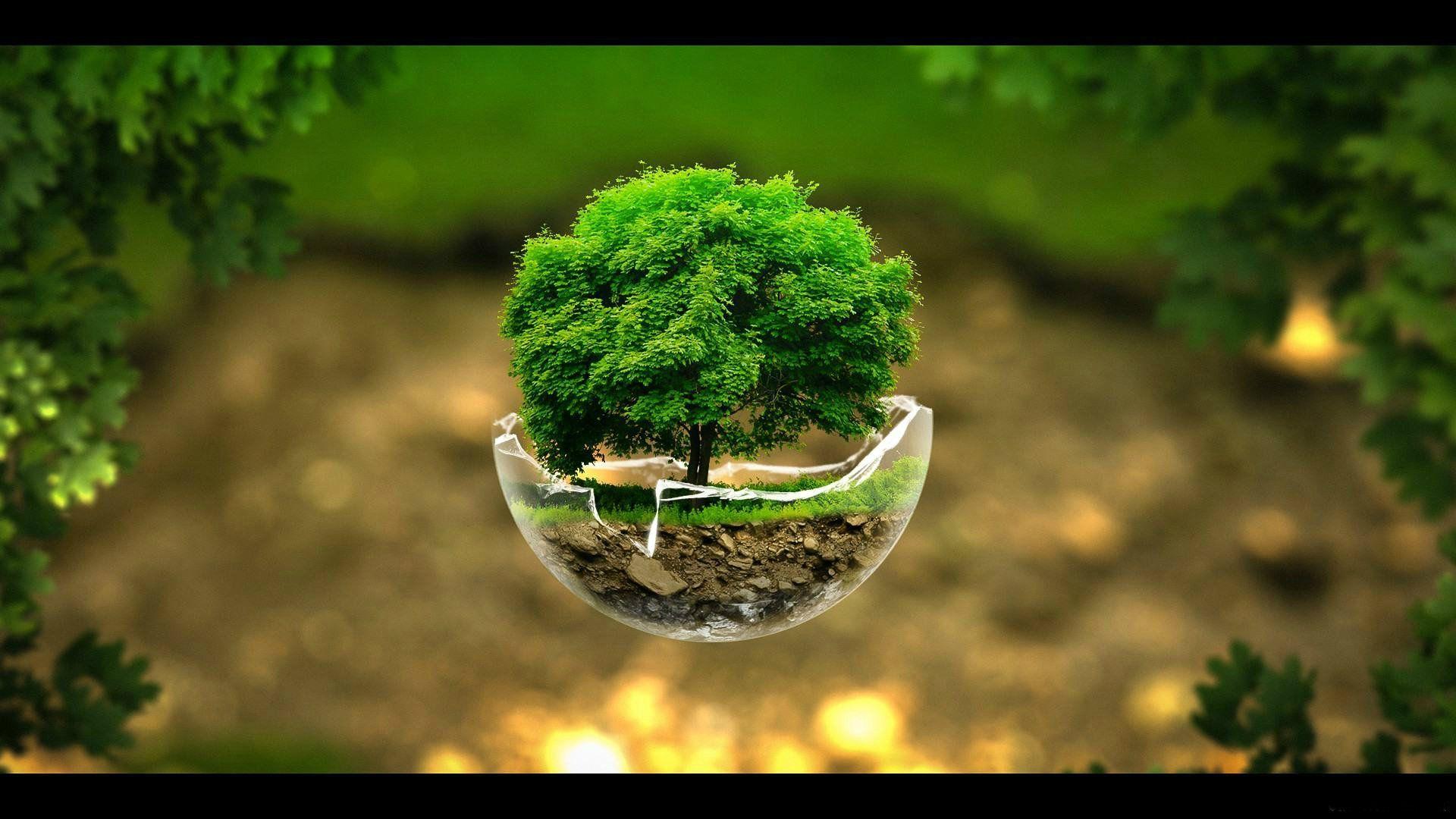 green tree nature Most Beautiful HD Wallpapers