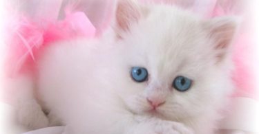 blue eyes White Cat Wallpaper