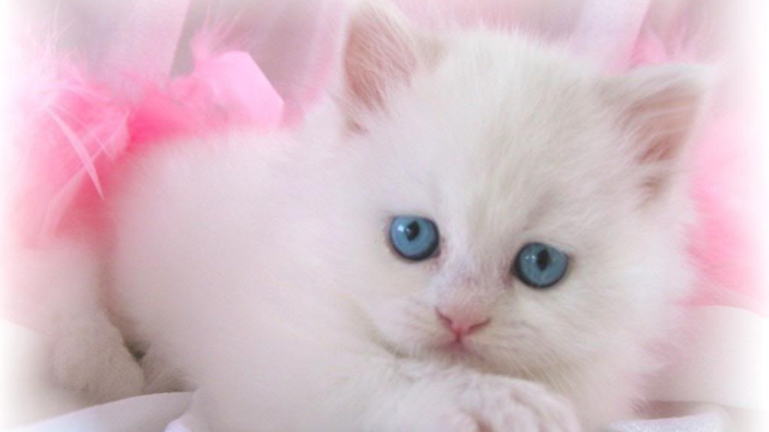 blue eyes White Cat Wallpaper
