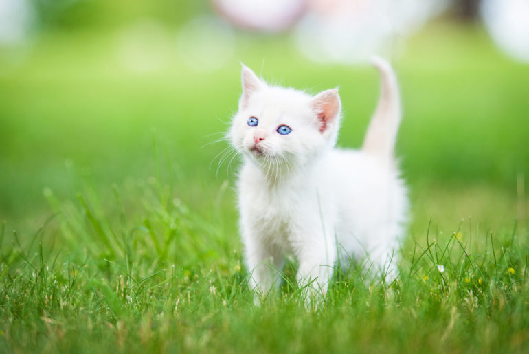 so cute kitten image