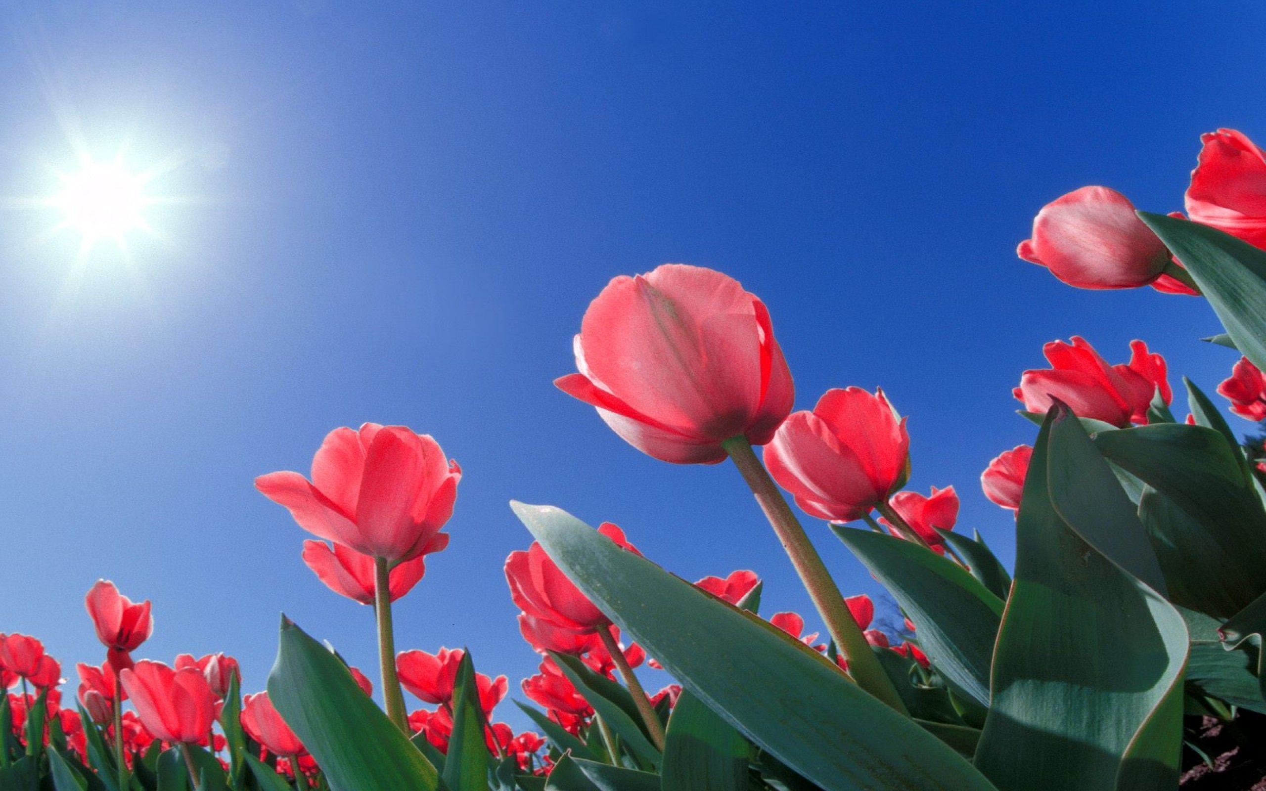 red tulip HD Flowers Pictures