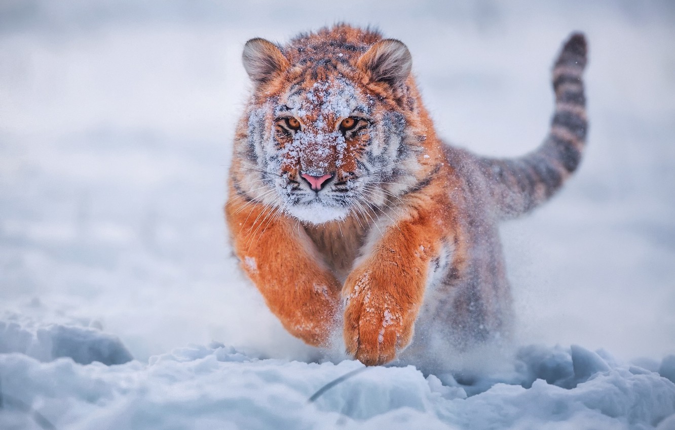 amazing Snow Tiger Images