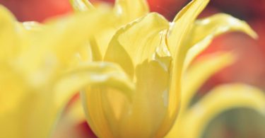 amazing nature Yellow Tulips
