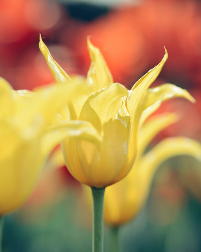 amazing nature Yellow Tulips