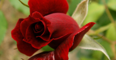 awesome natural Beautiful Red Rose