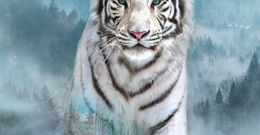 beautiful Snow Tiger Images
