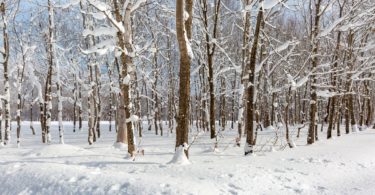beautiful natural Winter Forest Images