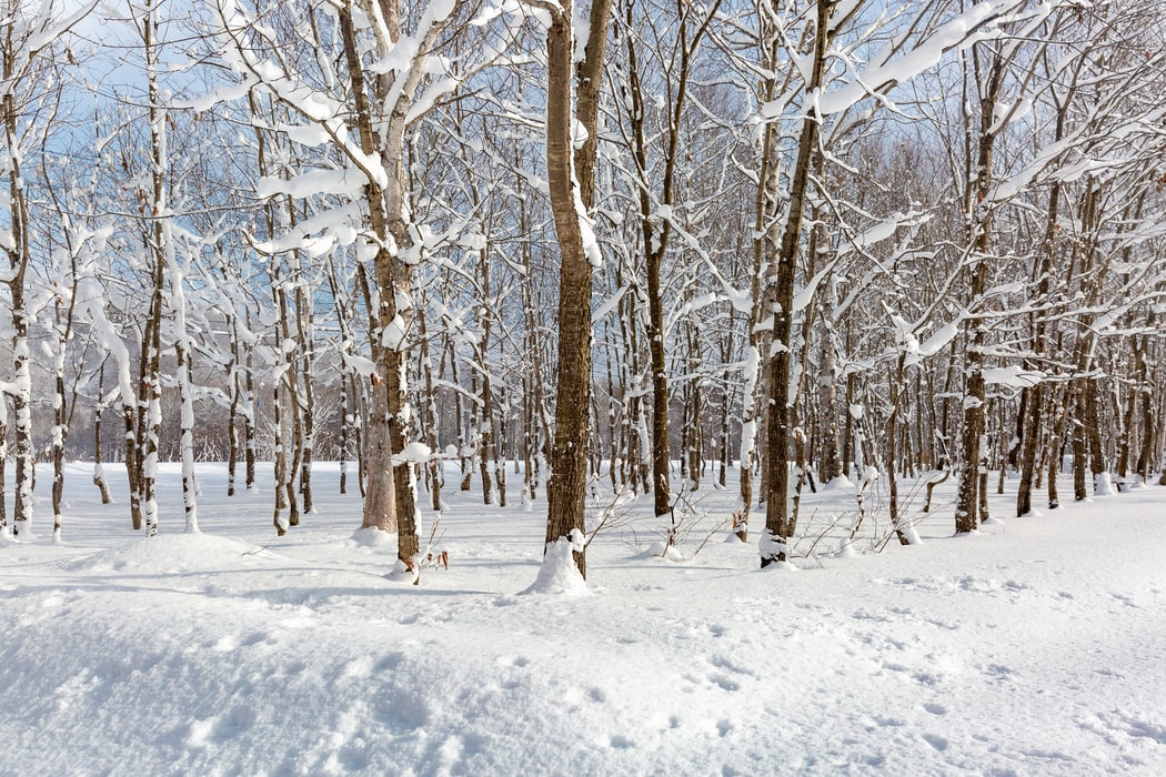 beautiful natural Winter Forest Images