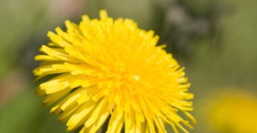 best Dandelion Flower picture