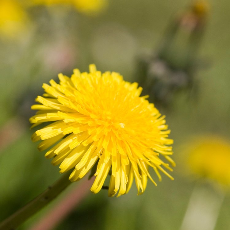 best Dandelion Flower picture