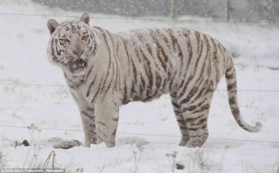 big face Snow Tiger Images