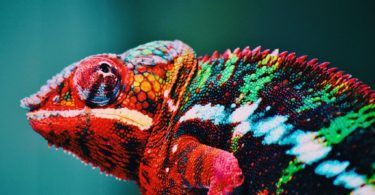 colorful animal Chameleon Wallpaper