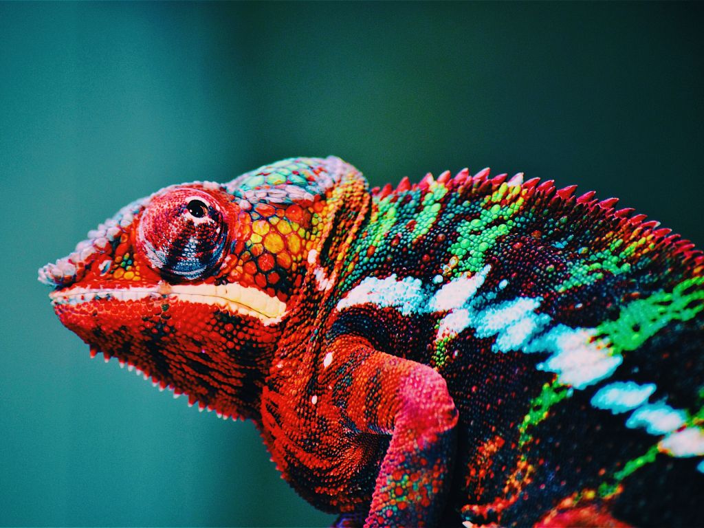 colorful animal Chameleon Wallpaper