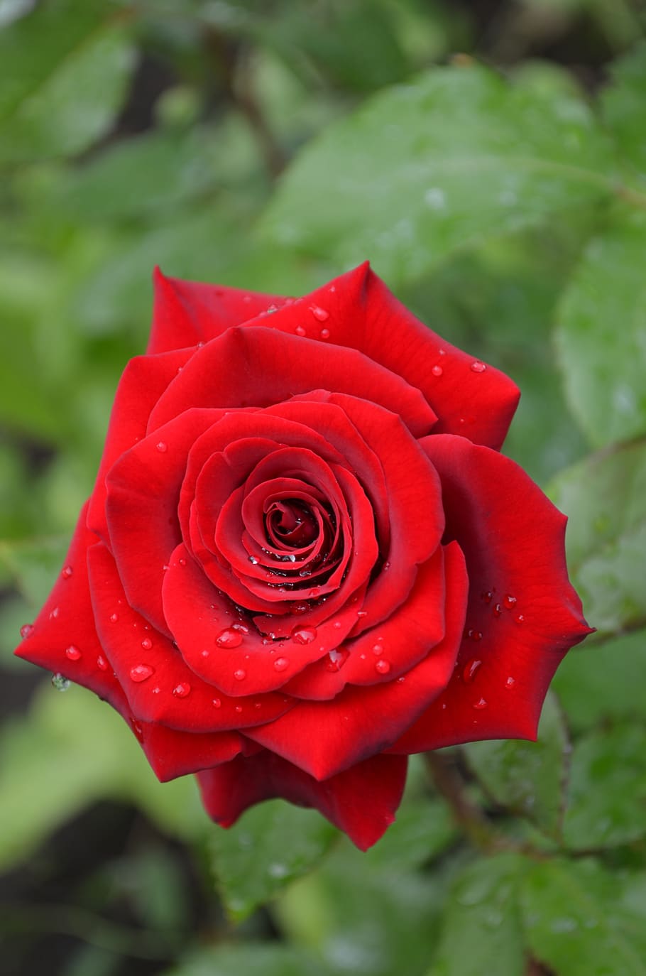wonderful nature Beautiful Red Rose