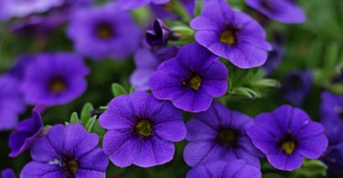 Cool Purple Flowers