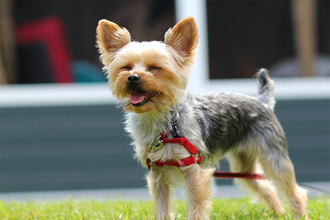 awesome view Yorkshire Terrier Dog