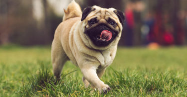 best Pug Dog Images