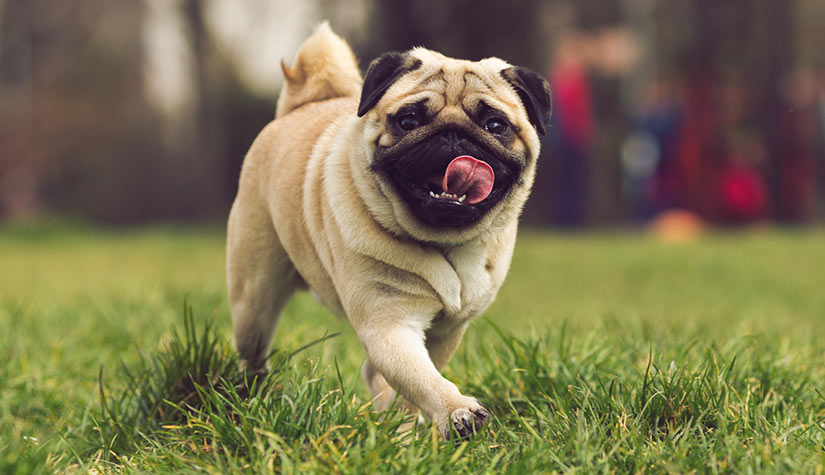 best Pug Dog Images