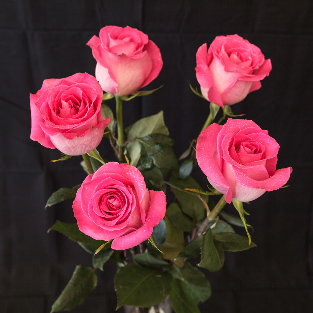 best natural Pink Roses Images