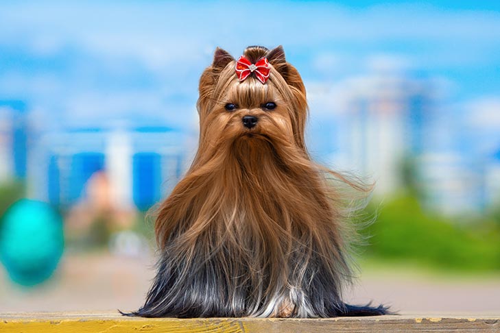 brown Yorkshire Terrier Dog