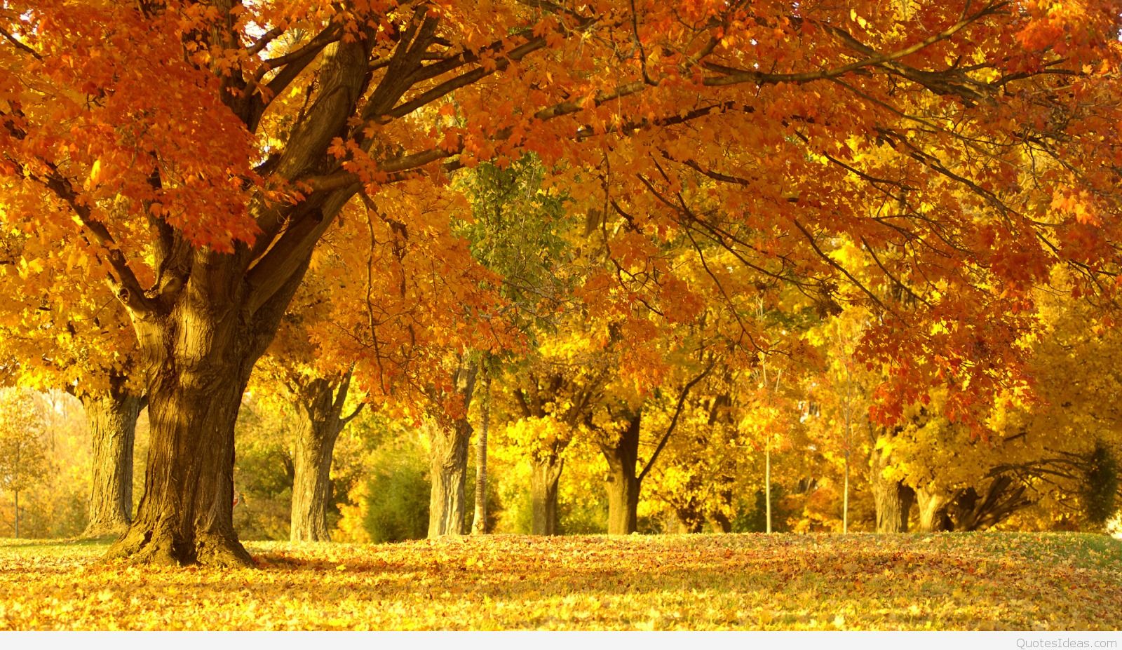 colorful tree Best Autumn Wallpaper