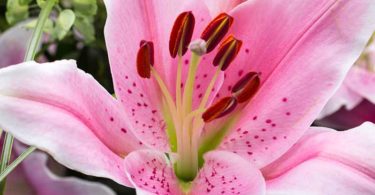 pink and white lilies flower close up