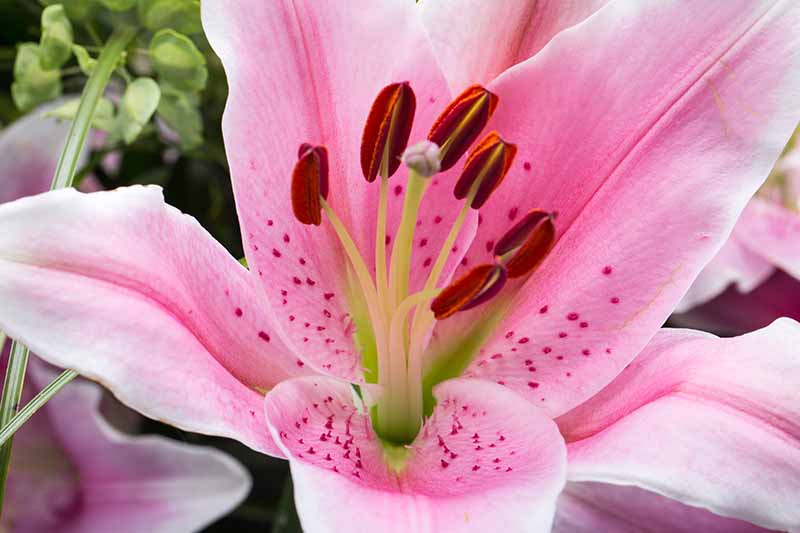 pink and white lilies flower close up