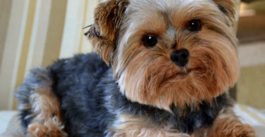 so cute Yorkshire Terrier Dog