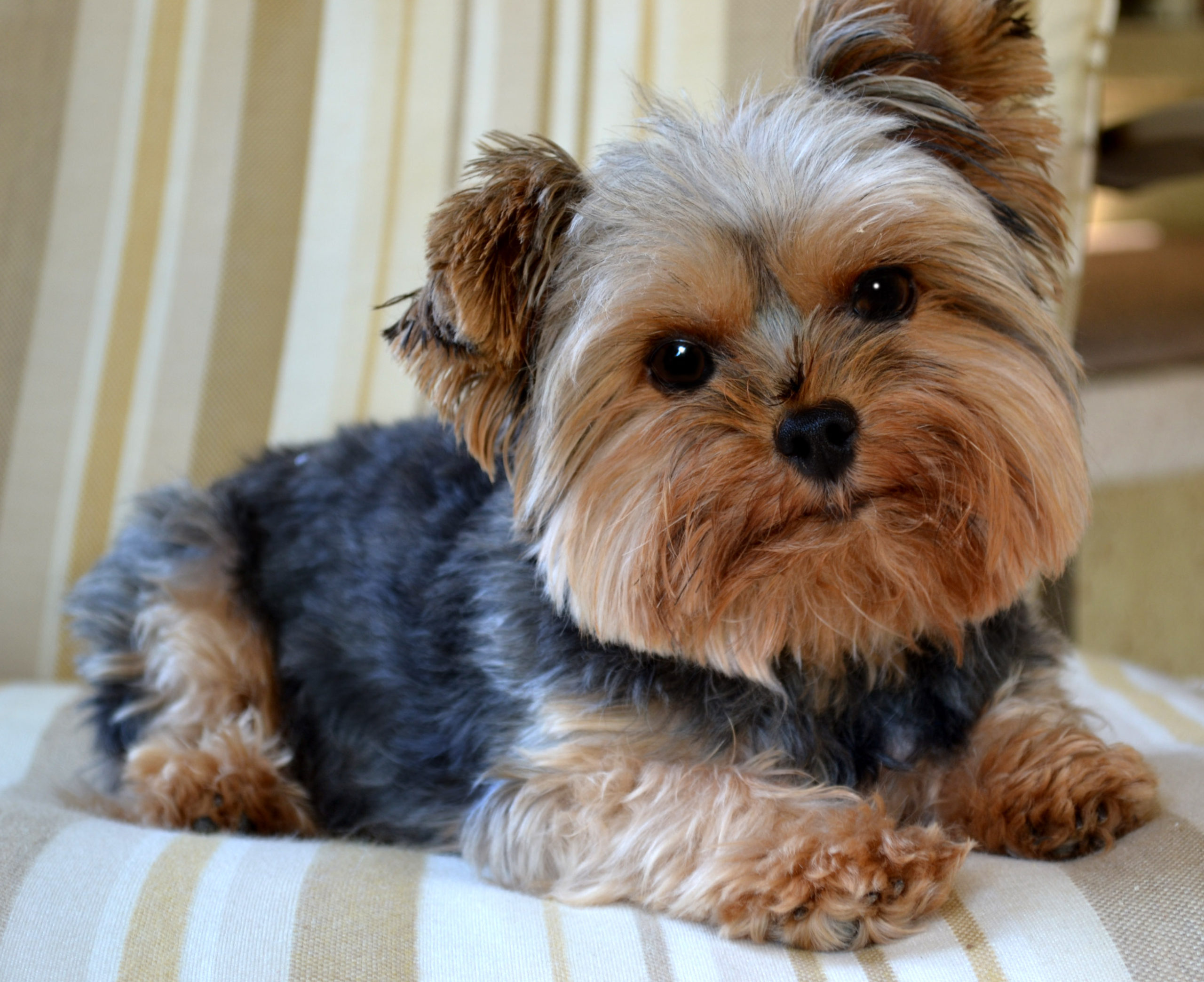 so cute Yorkshire Terrier Dog