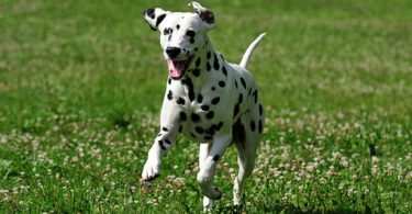 animal Dalmatian Images
